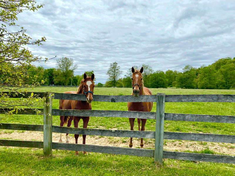horses